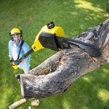 Professional Tree Services in Greenhills, OH